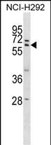 ZNF350 Antibody (Center) (Cat. #AP16724c) western blot analysis in NCI-H292 cell line lysates (35ug/lane).This demonstrates the ZNF350 antibody detected the ZNF350 protein (arrow).