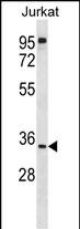 WB - UBXN8 Antibody (N-term) AP16742A