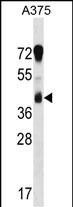 WB - RCN1 Antibody (C-term) AP16754B