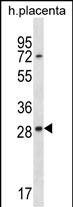 EAN57 Antibody (N-term) (Cat. #AP16780a) western blot analysis in human placenta tissue lysates (35ug/lane).This demonstrates the EAN57 antibody detected the EAN57 protein (arrow).