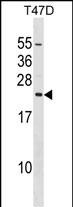 EIF3K Antibody (C-term) (Cat. #AP16788b) western blot analysis in T47D cell line lysates (35ug/lane).This demonstrates the EIF3K antibody detected the EIF3K protein (arrow).