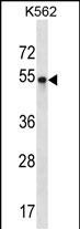 WB - POU3F2 Antibody (Center) AP16803C