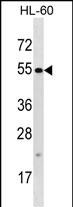 WB - TTC34 Antibody (C-term) AP16831b