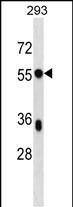 BSDC1 Antibody (C-term) (Cat. #AP16839b) western blot analysis in 293 cell line lysates (35ug/lane).This demonstrates the BSDC1 antibody detected the BSDC1 protein (arrow).