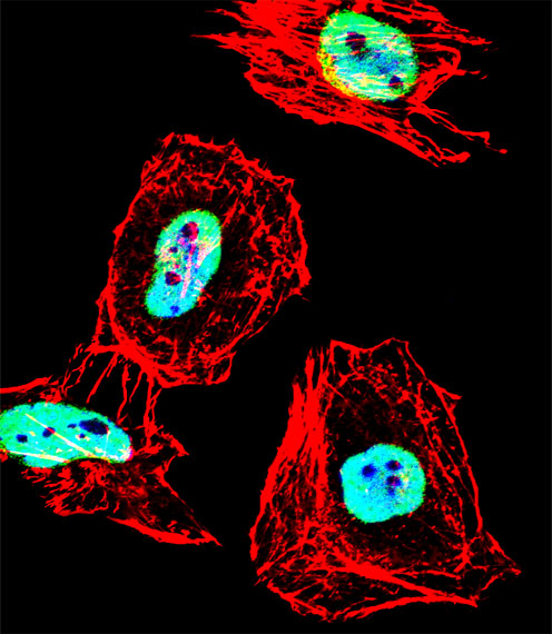 Fluorescent confocal image of Hela cell stained with HDAC1 Antibody (Center S423)(Cat#AP16867c).Hela cells were fixed with 4% PFA (20 min), permeabilized with Triton X-100 (0.1%, 10 min), then incubated with HDAC1 primary antibody (1:25, 1 h at 37?). For secondary antibody, Alexa Fluor� 488 conjugated donkey anti-rabbit antibody (green) was used (1:400, 50 min at 37?).Cytoplasmic actin was counterstained with Alexa Fluor� 555 (red) conjugated Phalloidin (7units/ml, 1 h at 37?). Nuclei were counterstained with DAPI (blue) (10 �g/ml, 10 min). HDAC1 immunoreactivity is localized to Nucleus significantly.