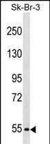 WB - PCSK4 Antibody (N-term) AP16878A