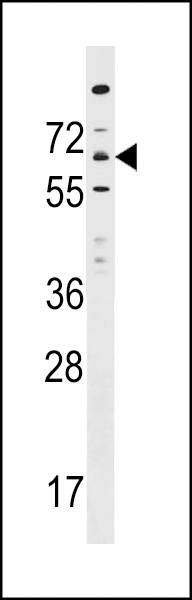 ITPRIPL1 Antibody (N-term) (Cat. #AP16909a) western blot analysis in HepG2 cell line lysates (35ug/lane).This demonstrates the ITPRIPL1 antibody detected the ITPRIPL1 protein (arrow).