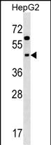 WB - SIGLEC9 Antibody (N-term) AP16921A