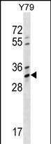 WB - OR4K1 Antibody (N-term) AP16967a