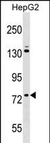 WB - ZNF540 Antibody (N-term) AP16970a