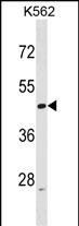 ACTL6A Antibody (N-term) (Cat. #AP17002a) western blot analysis in K562 cell line lysates (35ug/lane).This demonstrates the ACTL6A antibody detected the ACTL6A protein (arrow).