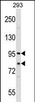 SEC23A Antibody (Center) (Cat. #AP17030c) western blot analysis in 293 cell line lysates (35ug/lane).This demonstrates the SEC23A antibody detected the SEC23A protein (arrow).