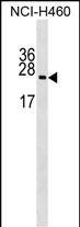 RPL10A Antibody (N-term) (Cat. #AP17096a) western blot analysis in NCI-H460 cell line lysates (35ug/lane).This demonstrates the RPL10A antibody detected the RPL10A protein (arrow).