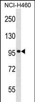 WB - FBXL13 Antibody (C-term) AP17121b