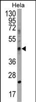 CHID1 Antibody (C-term) (Cat. #AP17135b) western blot analysis in Hela cell line lysates (35ug/lane).This demonstrates the CHID1 antibody detected the CHID1 protein (arrow).
