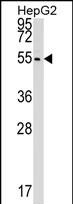 CLP1 Antibody (C-term) (Cat. #AP17136b) western blot analysis in HepG2 cell line lysates (35ug/lane).This demonstrates the CLP1 antibody detected the CLP1 protein (arrow).