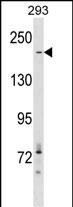 ACACA Antibody (C-term) (Cat. #AP17139b) western blot analysis in 293 cell line lysates (35ug/lane).This demonstrates the ACACA antibody detected the ACACA protein (arrow).