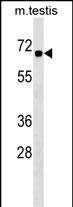 CBX2 Antibody (Center) (Cat. #AP17146c) western blot analysis in mouse testis tissue lysates (35ug/lane).This demonstrates the CBX2 antibody detected the CBX2 protein (arrow).