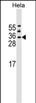 ASF1A Antibody (C-term) (Cat. #AP17195b) western blot analysis in Hela cell line lysates (35ug/lane).This demonstrates the ASF1A antibody detected the ASF1A protein (arrow).