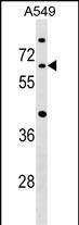 CDC14A Antibody (C-term) (Cat. #AP17213b) western blot analysis in A549 cell line lysates (35ug/lane).This demonstrates the CDC14A antibody detected the CDC14A protein (arrow).