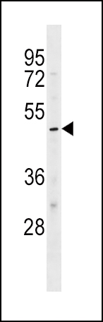 KCNJ10 Antibody (Center) (Cat. #AP17230c) western blot analysis in HL-60 cell line lysates (35ug/lane).This demonstrates the KCNJ10 antibody detected the KCNJ10 protein (arrow).