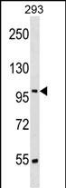 SRRT Antibody (N-term) (Cat. #AP17241a) western blot analysis in 293 cell line lysates (35ug/lane).This demonstrates the SRRT antibody detected the SRRT protein (arrow).