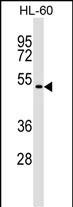 WB - GSG1 Antibody (C-term) AP17263b