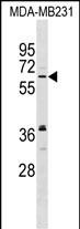 WB - NELF Antibody (C-term) AP17290B