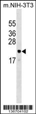 ARL6IP5 Antibody (Center) (Cat. #AP17402c) western blot analysis in mouse NIH-3T3 cell line lysates (35ug/lane).This demonstrates the ARL6IP5 antibody detected the ARL6IP5 protein (arrow).