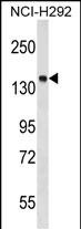 WB - PTPN23 Antibody (C-term) AP17418b