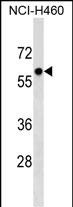 PRIM2 Antibody (Center) (Cat. #AP17431c) western blot analysis in NCI-H460 cell line lysates (35ug/lane).This demonstrates the PRIM2 antibody detected the PRIM2 protein (arrow).