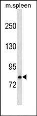 WB - Mouse Rnasel Antibody (N-term) AP17440a