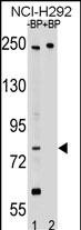 WB - APPL2 Antibody (N-term) AP17460A