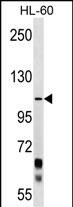 PCDHA10 Antibody (C-term) (Cat. #AP17477b) western blot analysis in HL-60 cell line lysates (35ug/lane).This demonstrates the PCDHA10 antibody detected the PCDHA10 protein (arrow).