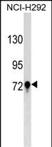 WB - TGM3 Antibody (C-term) AP17540b