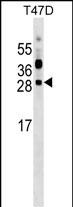 WB - PRTFDC1 Antibody (C-term) AP17591B