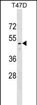 WB - RELT Antibody (C-term) AP17596b