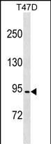 WB - CCDC66 Antibody (C-term) AP17683b