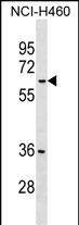 WB - MDH1B Antibody (Center) AP17695c