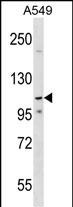 WB - PHF20L1 Antibody (C-term) AP17708b