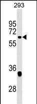 WB - VEZF1 Antibody (Center) AP17715c