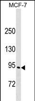 WB - ELMO3 Antibody (C-term) AP17730b
