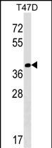 WB - NTAN1 Antibody (C-term) AP17739b