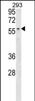 MBOAT2 Antibody (Center) (Cat. #AP17786c) western blot analysis in 293 cell line lysates (35ug/lane).This demonstrates the MBOAT2 antibody detected the MBOAT2 protein (arrow).