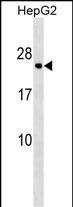 HLA-DPA1 Antibody (C-term) (Cat. #AP17796b) western blot analysis in HepG2 cell line lysates (35ug/lane).This demonstrates the HLA-DPA1 antibody detected the HLA-DPA1 protein (arrow).