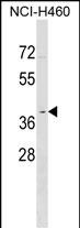 WB - OR2Y1 Antibody (C-term) AP17842b