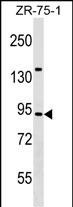 WB - TRAF3IP1 Antibody (Center) AP17861c