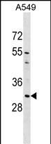 AQP1 Antibody (C-term) (Cat. #AP17893b) western blot analysis in A549 cell line lysates (35ug/lane).This demonstrates the AQP1 antibody detected the AQP1 protein (arrow).