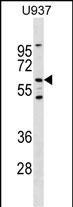 WB - Mouse Ryk Antibody (Center) AP17909c