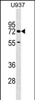 WB - CERCAM Antibody (C-term) AP17925b